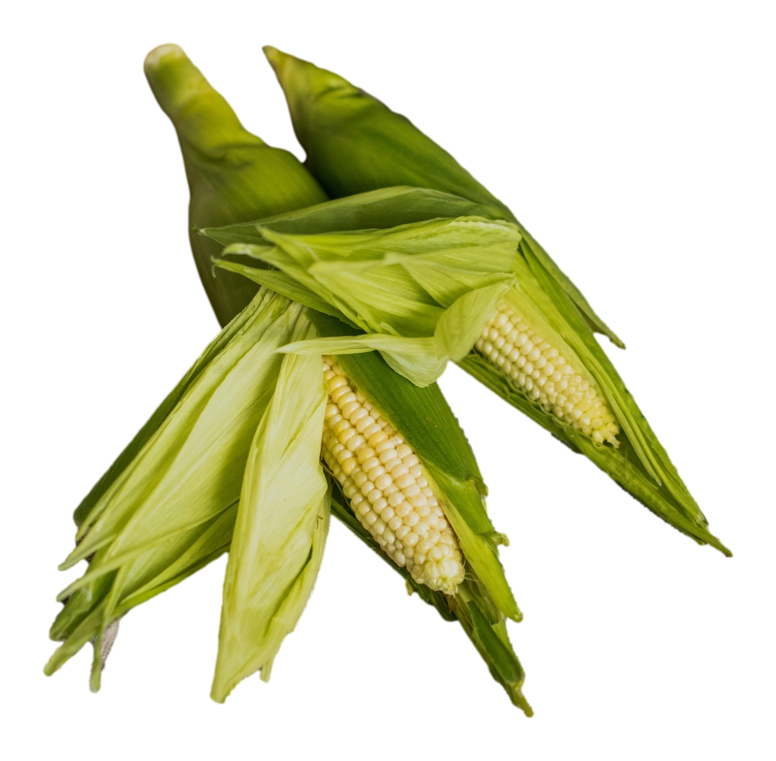 Kukorica